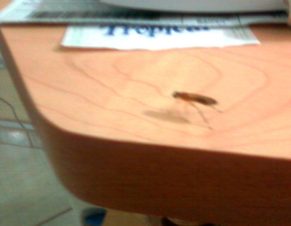 Esse inseto veio esconder-se da chuva dentro da minha casa, sobre o minha escrivaninha. Parecia pedir-me socorro. Não tive coragem de matá-lo.